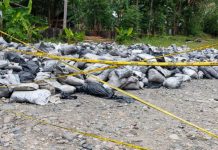 Soal Police Line, WRC Minta Kadiv Propam Polri Turun Tangan di Gorontalo Soal Tambang Batu Hitam FOTO: Hasil tambang yang diberi garis polisi di Desa Bongoime, Kabupaten Bone Bolango, Provinsi Gorontalo (ist)