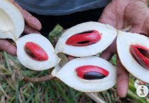 Ini Perbedaan Buah Pala Fakfak dan Pulau Banda FOTO: Buah Pala Fakfak, Papua Barat