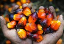 Pemerintah Larang Ekspor Minyak Sawit, ini Dampaknya Kekhawatiran akan Inflasi Pangan FOTO: Kelapa Sawit Bahan Baku Minyak Nabati