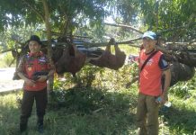 Tim Pemburu Hama Babi Kembali Beraksi FOTO: Tim Pemburu Hama Babi Pemkab Bulukumba