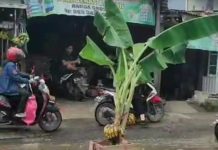 Tokoh Pers Serta Warga, Minta Perhatian Gubernur Sulsel Soal Jalan Antang Raya, Hertasning dan Aroepala FOTO: Warga Antang menanam pohon pisang ditengah jalan yang telah rusak parah 2 tahun terakhir ini. (Sumber: Hasil tangkap layar aplikasi Tiktok)