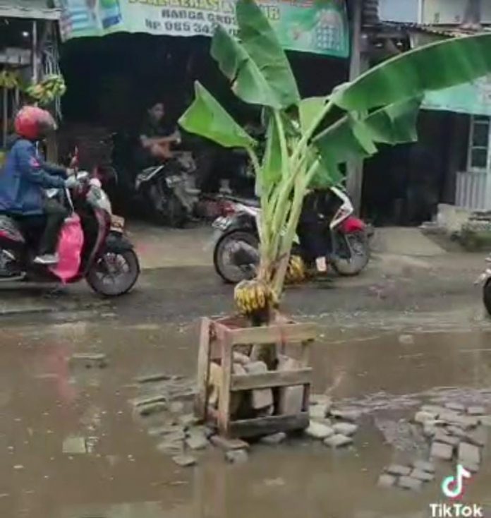 FOTO: Warga Antang menanam pohon pisang ditengah jalan yang telah rusak parah 2 tahun terakhir ini. (Sumber: Hasil tangkap layar aplikasi Tiktok)