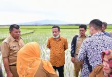 Bareng Bupati dan Wabup, Gubernur Andi Sudirman Tinjau Sawah yang Tanam ‘Mandiri Benih’ di Lahan Pertanian Warga FOTO: Gubernur Sulawesi Selatan, Andi Sudirman Sulaiman didampingi bupati bulukumba Andi Muchtar Ali Yusuf persawahan yang menggunakan ‘Mandiri Benih’ di Dusun Polewali, Desa Salemba, Kecamatan Ujung Loe, Kabupaten Bulukumba, Senin 13 Juni 2022.