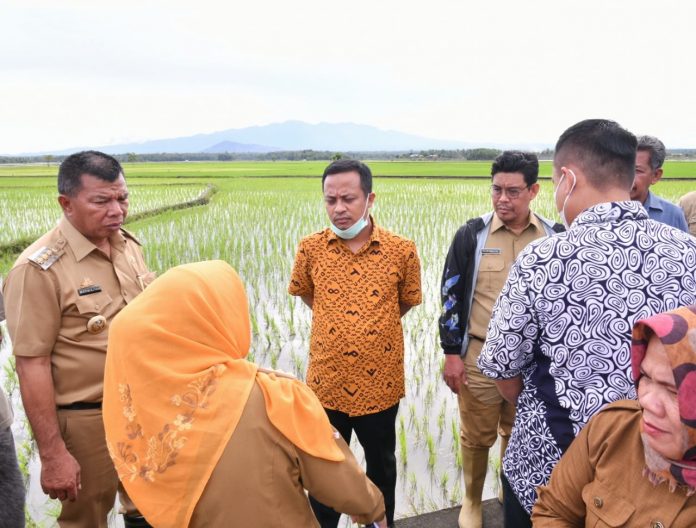 FOTO: Gubernur Sulawesi Selatan, Andi Sudirman Sulaiman didampingi bupati bulukumba Andi Muchtar Ali Yusuf persawahan yang menggunakan ‘Mandiri Benih’ di Dusun Polewali, Desa Salemba, Kecamatan Ujung Loe, Kabupaten Bulukumba, Senin 13 Juni 2022.