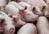 Gudang Farmasi Jadi Kandang Babi, KPM Desak Pemkot Makassar Bertindak Tegas, Allang: Jangan Hanya PK5 Ilustrasi Babi