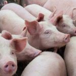 Gudang Farmasi Jadi Kandang Babi, KPM Desak Pemkot Makassar Bertindak Tegas, Allang: Jangan Hanya PK5 Ilustrasi Babi