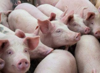 Gudang Farmasi Jadi Kandang Babi, KPM Desak Pemkot Makassar Bertindak Tegas, Allang: Jangan Hanya PK5 Ilustrasi Babi