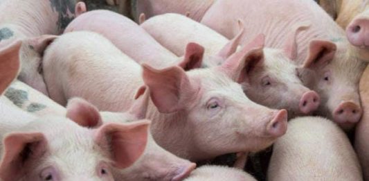 Gudang Farmasi Jadi Kandang Babi, KPM Desak Pemkot Makassar Bertindak Tegas, Allang: Jangan Hanya PK5 Ilustrasi Babi