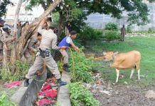 Satpol PP Intens Patroli Ternak Liar dalam Kota Bulukumba FOTO: Satuan Polisi Pamong Praja (Satpol-PP) Kabupaten Bulukumba terus bergerak menyasar wilayah kota untuk menertibkan hewan ternak yang berkeliaran. Jumat, (24/6)
