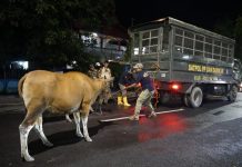 Berkeliaran Malam Hari, Empat Sapi Terjaring Razia Satpol PP Pemkab Bulukumba, ini Hukumnya FOTO: Satuan Polisi Pamong Praja (Satpol-PP) Kabupaten Bulukumba saat menangkap seekor sapi di dalam kota Bulukumba.