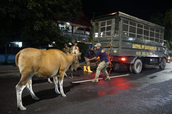 FOTO: Satuan Polisi Pamong Praja (Satpol-PP) Kabupaten Bulukumba saat menangkap seekor sapi di dalam kota Bulukumba.