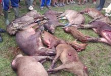 Ada 18 Ekor Babi di Bontomanai Berhasil Dimusnahkan FOTO: Perburuan hama babi kembali dilaksanakan oleh Tim Pemburu Babi Bulukumba. Kali ini wilayah yang menjadi sasaran perburuan adalah Desa Bontomanai Kecamatan Rilau Ale, Minggu 13 Maret 2022.