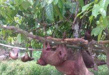 Ada 18 Ekor Babi di Bontomanai Berhasil Dimusnahkan FOTO: Perburuan hama babi di Desa Tugondeng Kecamatan Herlang berakhir dengan hasil 24 ekor lebih dibasmi oleh tim pemburu babi bersama warga. Minggu, (27/3)