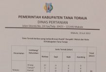 Batasi Penyebaran Virus PMK Hewan Ternak, Pemda Tana Toraja Terbitkan Surat Edaran