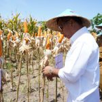Panen Raya Jagung, Andi Utta Ajak Pemuda untuk Bertani: Jangan Gengsi FOTO: Bupati Bulukumba Andi Muchtar Ali Yusuf menghadiri panen raya Jagung varitas NK 007 Andalan di Desa Bontomasila, Kecamatan Gantarang, Selasa, 23 Agustus 2022.