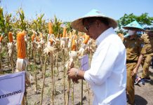 Panen Raya Jagung, Andi Utta Ajak Pemuda untuk Bertani: Jangan Gengsi FOTO: Bupati Bulukumba Andi Muchtar Ali Yusuf menghadiri panen raya Jagung varitas NK 007 Andalan di Desa Bontomasila, Kecamatan Gantarang, Selasa, 23 Agustus 2022.