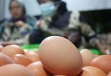 Harga Telur Makin Meroket, Mentan Sebut Pasokan Banyak, Bisa Mahal Tanyakan Mendag Foto Ilustrasi Telur ayam ras