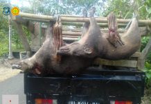 54 Ekor Hama Babi Hutan di Karassing-Bulukumba Berhasil Dimusnahkan FOTO: Hasil perburuan Hama Babi Hutan oleh Dinas Pertanian dan Ketahanan Pangan Pemkab Bulukumba, di Desa Karassing Kecamatan Herlang, Minggu 28 Agustus 2022.