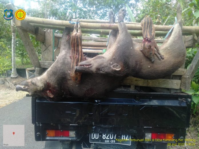 FOTO: Hasil perburuan Hama Babi Hutan oleh Dinas Pertanian dan Ketahanan Pangan Pemkab Bulukumba, di Desa Karassing Kecamatan Herlang, Minggu 28 Agustus 2022.