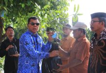 Lagi, Bupati Andi Utta Bagikan Ribuan Bibit Unggul tanpa APBD FOTO: Bupati Bulukumba Andi Muchtar Ali Yusuf membagikan ribuan bibit unggul kepada warganya. Kali ini, sebanyak 2500an bibit unggul jenis mangga