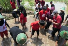 Siswa SMPN 6 Makassar dan Batalion Armed Divisi 3 Kostrad Gelar Program Sekolah Hybrid FOTO: Siswa SMPN 6 Makassar program sekolah hybrid cara Budi daya ikan konsumsi dan Kebun Denassa, di Kelurahan Bontonompo, Kecamatan Bontonompo, Kabupaten Gowa. Sabtu (1/10)