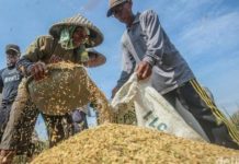 HKTI Sulsel Sayangkan Rencana Pemerintah Impor Beras Disaat Petani Memasuki Masa Panen Ilustrasi/Foto: Rifkianto Nugroho/detikcom