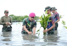 Marinir Makassar Bersama Masyarakat Tanam Magrove di Kabupaten Barru FOTO: Komandan Batalyon Marinir Pertahanan Pangkalan (Yonmarhanalan) VI Mayor Marinir Aris Moko bersama Prajurit Yonmarhanlan VI melaksanakan penanaman Mangrove di Desa Takkalasi Kecamatan Balusu Kabupaten Barru. Kamis (29/12/2022).
