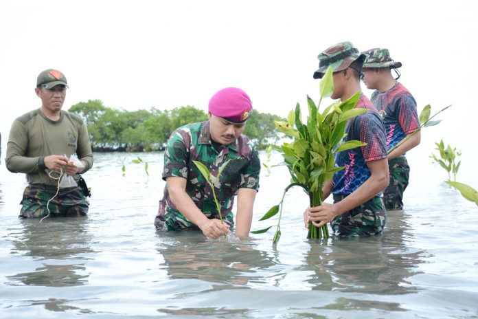 FOTO: Komandan Batalyon Marinir Pertahanan Pangkalan (Yonmarhanalan) VI Mayor Marinir Aris Moko bersama Prajurit Yonmarhanlan VI melaksanakan penanaman Mangrove di Desa Takkalasi Kecamatan Balusu Kabupaten Barru. Kamis (29/12/2022).