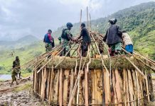 Lestarikan Rumah Tradisional, Satgas Yonif Raider 321/GT Gotong Royong Bangun Honai Masyarakat Distrik Mbua Papua FOTO: Yonif Raider 321/GT/13/1 Kostrad turut serta dalam pembangunan Honai yang merupakan rumah adat asli Papua milik Bapak Tanius (49) bertempat di Distrik Mbua, Kabupaten Nduga, Papua.