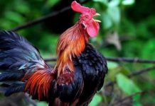 Gegara Kokokan Ayam Jago di Bali, Bule Rusia Buat Petisi Ilustrasi Ayam Jago