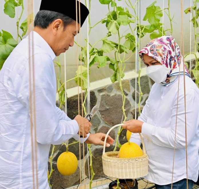 FOTO: Presiden RI Joko Widodo (Jokowi) didampingi Ibu Iriana Joko Widodo saat berada di perkebunan buah milik Pondok Pesantren (Ponpes) Al-Ittifaq, di Kecamatan Rancabali, Kabupaten Bandung. Senin (6/3).