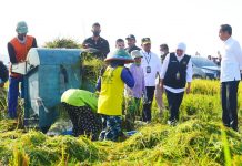 Soal Harga Gabah, Presiden Jokowi: Nanti Diumumkan oleh Badan Pangan Nasional FOTO: Presiden RI Joko Widodo (Jokowi) hadiri Panen Raya Padi, di areal persawahan di Desa Kartoharjo, Ngawi, Jawa Timur (Jatim), Sabtu (11/02/2023) pagi.