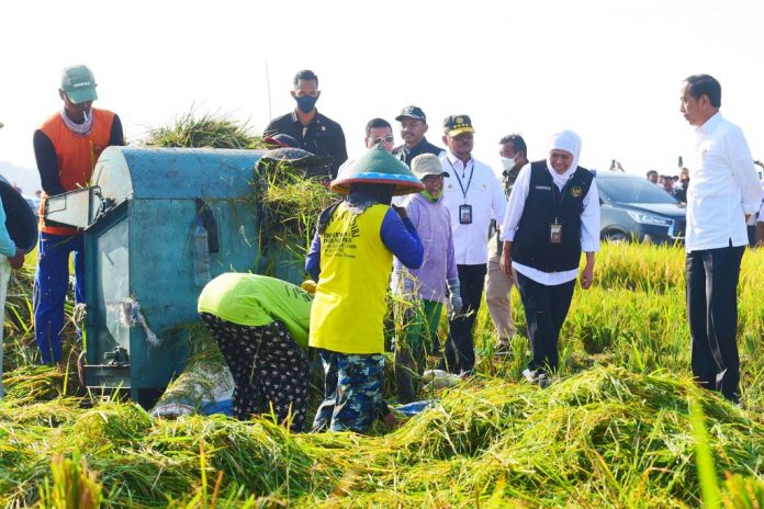 FOTO: Presiden RI Joko Widodo (Jokowi) hadiri Panen Raya Padi, di areal persawahan di Desa Kartoharjo, Ngawi, Jawa Timur (Jatim), Sabtu (11/02/2023) pagi.