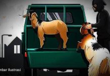 Tim Gabungan Resmob Polres Bulukumba Ringkus 2 Pelaku Curnak Ilustrasi pencurian hewan ternak