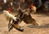 Usai Beritakan Judi Sabung Ayam, Wartawan dapat Ancaman Teror Ilustrasi sabung ayam