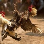 Usai Beritakan Judi Sabung Ayam, Wartawan dapat Ancaman Teror Ilustrasi sabung ayam