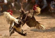 Terlibat Sabung Ayam, Kapolda Sulsel Copot Kapolsek Kahu di Bone Ilustrasi sabung ayam