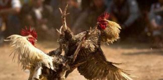 Usai Beritakan Judi Sabung Ayam, Wartawan dapat Ancaman Teror Ilustrasi sabung ayam