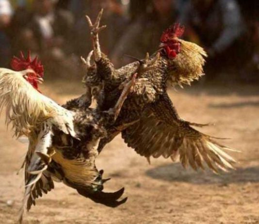Usai Beritakan Judi Sabung Ayam, Wartawan dapat Ancaman Teror Ilustrasi sabung ayam