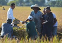 Kementan Minta Kawal Panen Raya Banten, Diperkirakan Surplus 45.963 Ton Beras FOTO: Presiden Jokowi bersama para petani di Desa Baji Pamai di Kecamatan Maros Baru, Kabupaten Maros, Sulawesi Selatan, Kamis (30/03/2023)