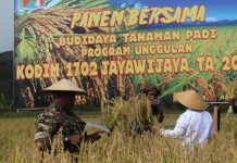 Letkol Athenius Murip Pimpin Panen Bersama Budidaya Tanaman Padi Program Unggulan Kodim 1702/JWY FOTO: Dandim 1702/JWY Letkol Cpn Athenius Murip.S.H.,M.H., Pimpin kegiatan panen bersama budidaya padi progam unggulan Kodim 1702/JWY, bertempat di Kampung Helalua Jl.Monimo, Distrik Assolokobal, Kabupaten Jayawijaya, Provinsi Papua Pegunungan.(05/04/2023)