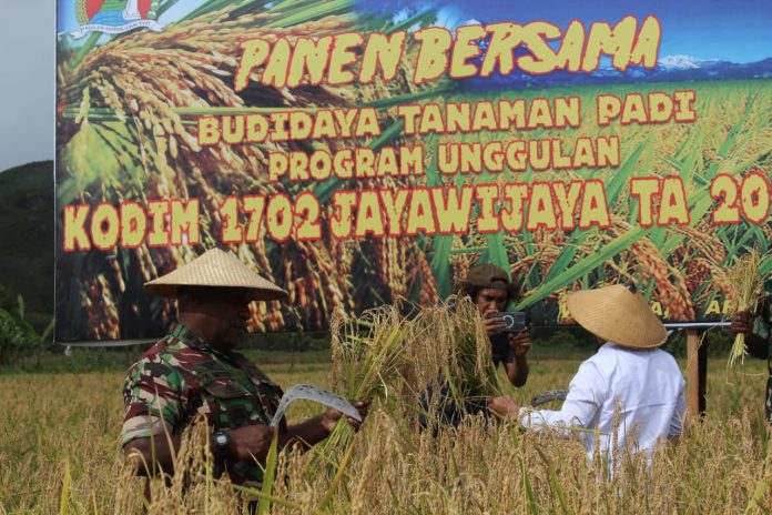 FOTO: Dandim 1702/JWY Letkol Cpn Athenius Murip.S.H.,M.H., Pimpin kegiatan panen bersama budidaya padi progam unggulan Kodim 1702/JWY, bertempat di Kampung Helalua Jl.Monimo, Distrik Assolokobal, Kabupaten Jayawijaya, Provinsi Papua Pegunungan.(05/04/2023)