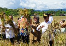 Mentan SYL Bersyukur Kabupaten Klaten Panen Padi IP400, Segera Perluas Ke Daerah Lain FOTO: Menteri Pertanian Syahrul Yasin Limpo (Mentan SYL) menggelar panen raya padi di Desa Kalikebo, Kecamatan Trucuk, Kabupaten Klaten, Jawa Tengah.