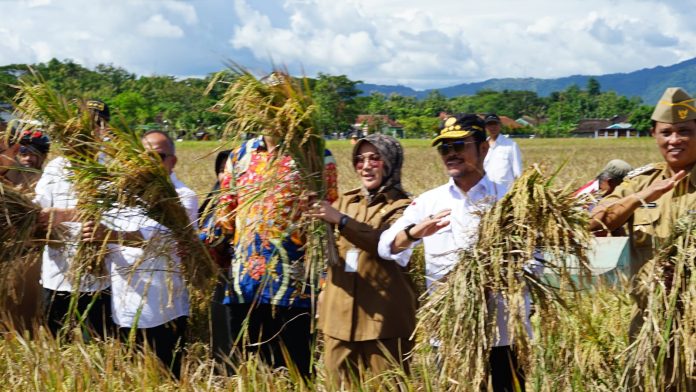 FOTO: Menteri Pertanian Syahrul Yasin Limpo (Mentan SYL) menggelar panen raya padi di Desa Kalikebo, Kecamatan Trucuk, Kabupaten Klaten, Jawa Tengah.