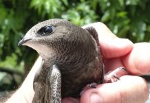 Berada Diketinggian 7.000 mdpl, Burung Kapinis Terbang Selama 10 Bulan Tanpa Mendarat FOTO: Burung kapinis yang mampu terbang hingga ketinggian 7.000 meter di atas permukaan laut. Foto: PxHere/ CC0 Area publik