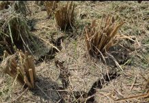 Siap-siap Hadapi El Nino, Kementan Gencarkan Sosialisasi AUTP Ilustrasi sawah kering