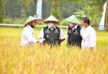 Terkait Arahan Mentan SYL, Wakil Bupati Subang Siap Dampingi Petani Hadapi Kemarau Panjang El Nino FOTO: Menteri Pertanian Syahrul Yasin Limpo bersama Wakil Bupati Subang, Agus Maskur Rosyadi saat menghadiri panen raya di Kabupaten Subang.