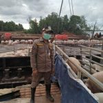 Singapura Siap Buka Impor Karkas Babi dari Pulau Bulan FOTO: Petugas Balai Karantina Pertanian Kelas II Tanjung Pinang memeriksa babi yang akan diekspor dari Pulau Bulan, Batam, Kepulauan Riau, ke Singapura, Selasa (1/10/2019) lalu.