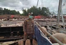 Singapura Siap Buka Impor Karkas Babi dari Pulau Bulan FOTO: Petugas Balai Karantina Pertanian Kelas II Tanjung Pinang memeriksa babi yang akan diekspor dari Pulau Bulan, Batam, Kepulauan Riau, ke Singapura, Selasa (1/10/2019) lalu.