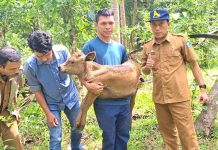 Pemkab Bulukumba Sukses Kembangkan Sapi Wagyu Asal Jepang, Hasilkan Kualitas Daging Klas Premium FOTO: Kepala UPTD Perbibitan Ternak dan Hijauan Pakan Ternak, Suriya Darma memperlihatkan anak sapi jenis Wagyu di Desa Salassae Kecamatan Bulukumpa. Rabu (10/5)